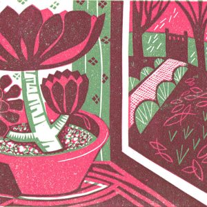 Aeonium